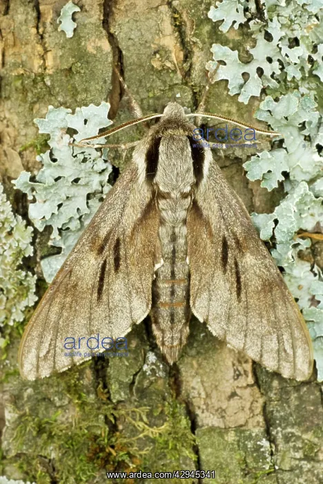 : Pine hawk - Resting on tree trunk : Pine hawk - Resting on tree trunk