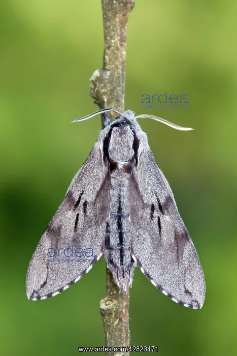 : Pine Hawkmoth : Pine Hawkmoth