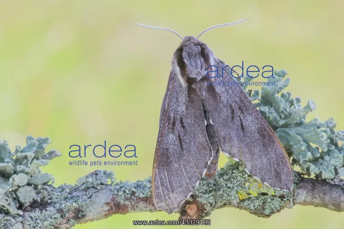 : Pine Hawkmoth : Pine Hawkmoth