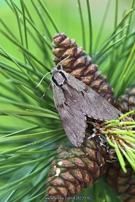 : Pine Hawkmoth - on pine cones : Pine Hawkmoth - on pine cones