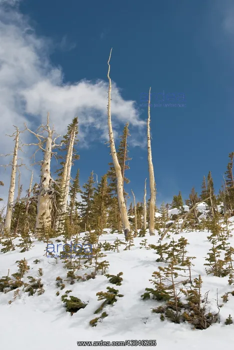 : Pine, Lodgepole pine, Pinus contorta latifolia : Pine, Lodgepole pine, Pinus contorta latifolia