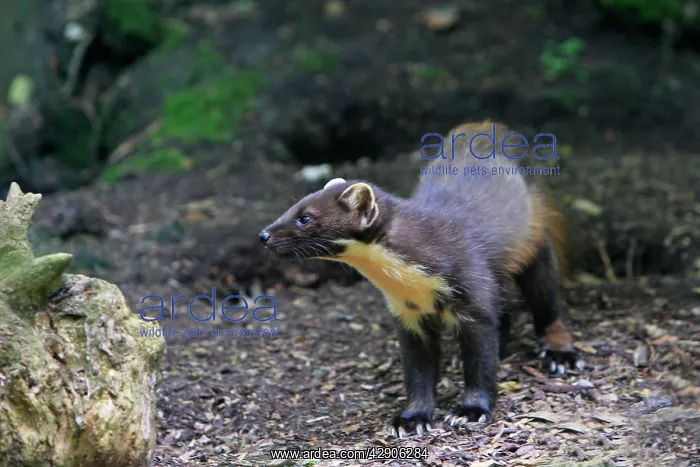  : Pine Marten