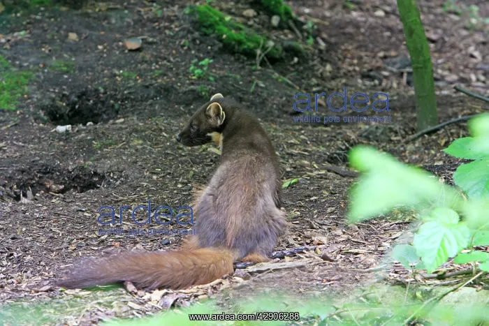  : Pine Marten