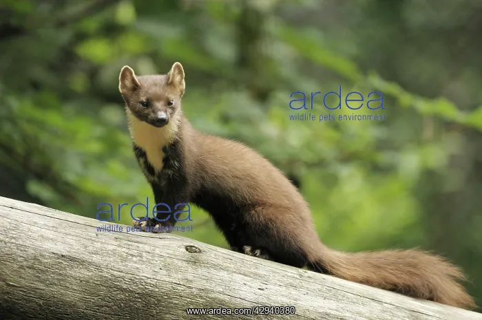  : Pine marten