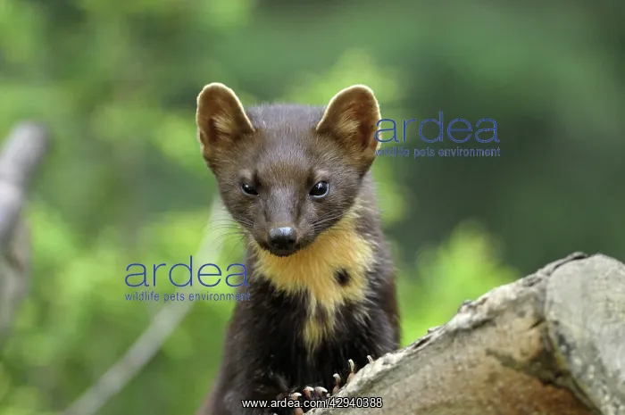  : Pine marten