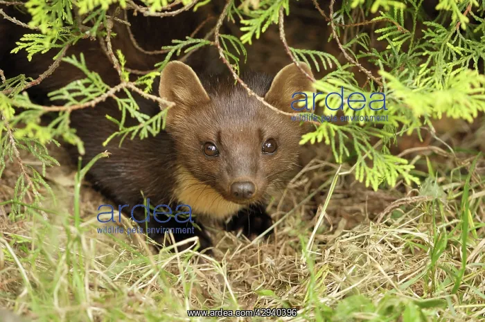  : Pine marten