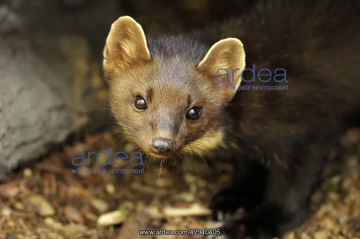  : Pine marten