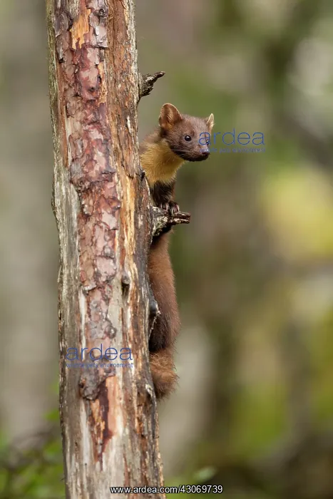 : Pine Marten : Pine Marten