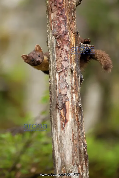 : Pine Marten : Pine Marten