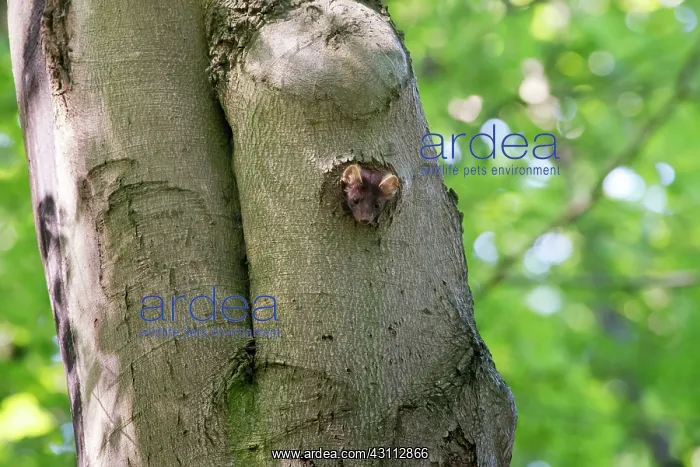 : Pine Marten : Pine Marten