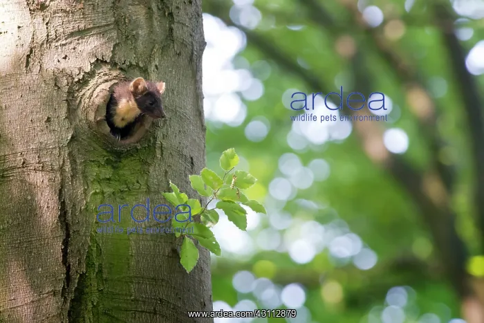 : Pine Marten : Pine Marten