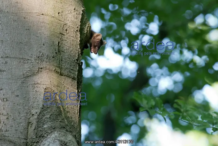 : Pine Marten : Pine Marten