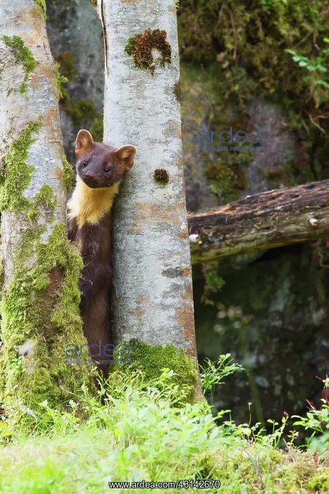 : Pine Marten : Pine Marten