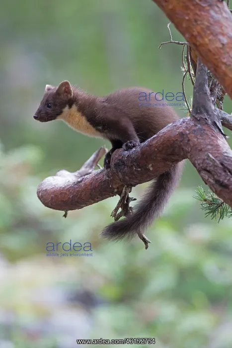 : Pine Marten : Pine Marten