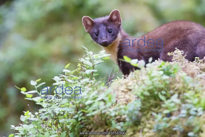 : Pine Marten : Pine Marten