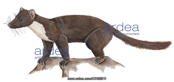 : Pine Marten : Pine Marten