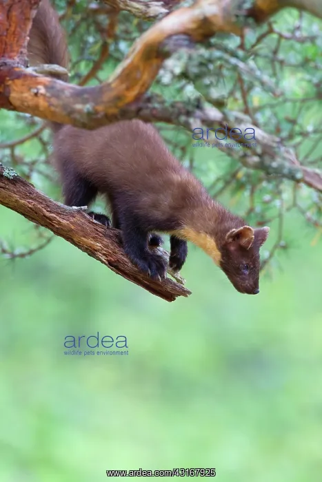 : Pine Marten : Pine Marten