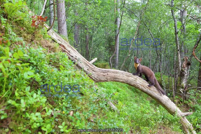 : Pine Marten : Pine Marten