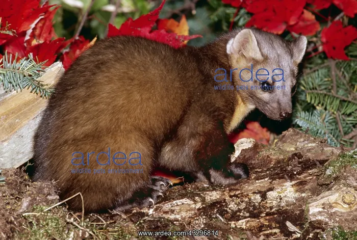: Pine Marten : Pine Marten