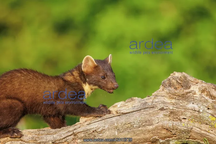 : Pine marten : Pine marten