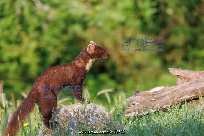 : Pine marten : Pine marten