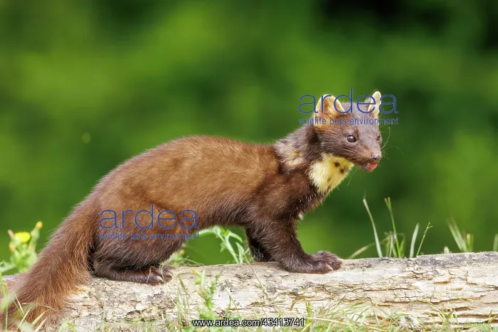 : Pine marten : Pine marten