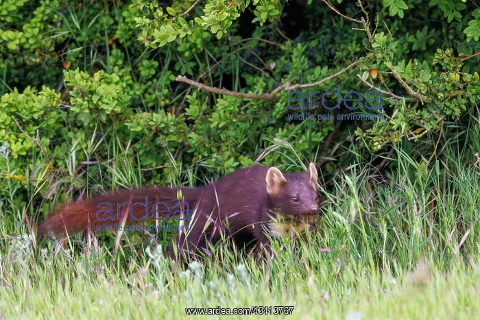 : Pine marten : Pine marten