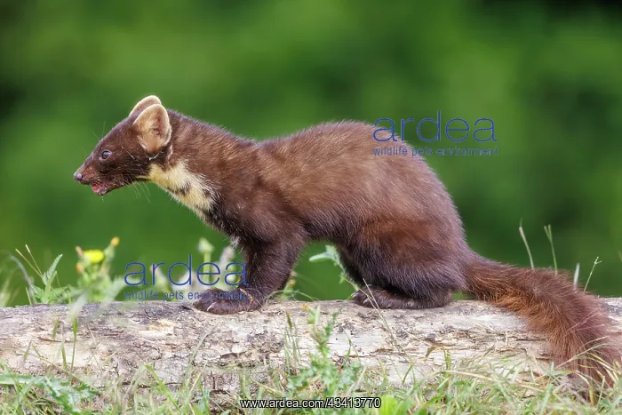 : Pine marten : Pine marten