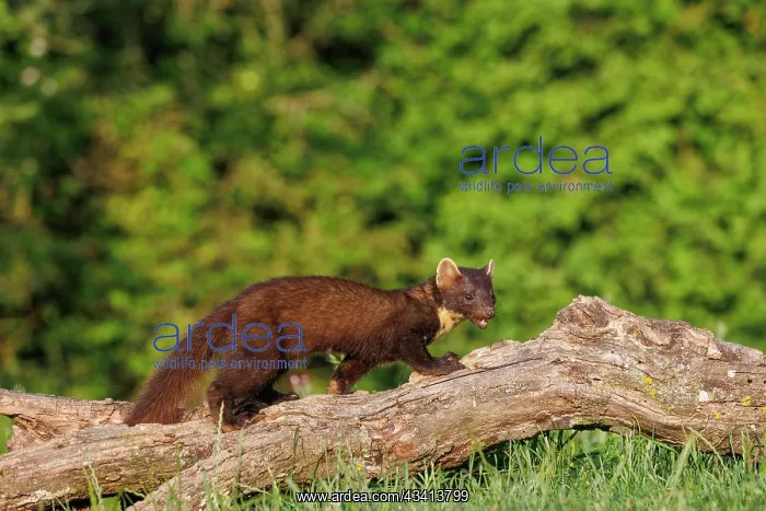 : Pine marten : Pine marten