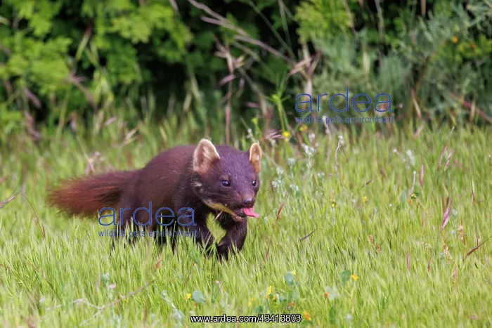 : Pine marten : Pine marten