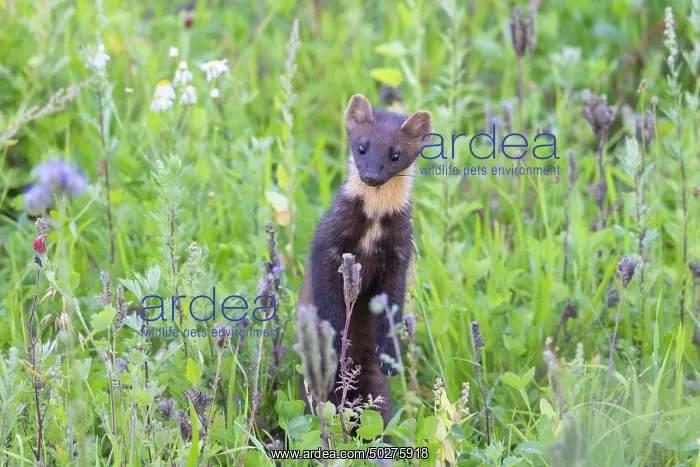 : Pine Marten : Pine Marten