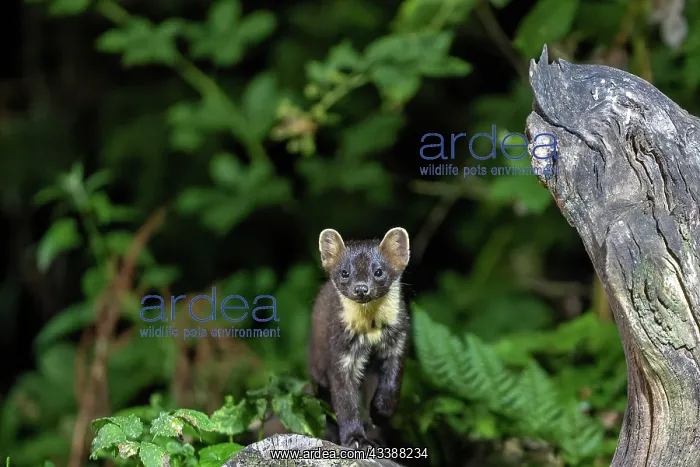 : PINE MARTEN OR BAUM MARTEN : PINE MARTEN OR BAUM MARTEN