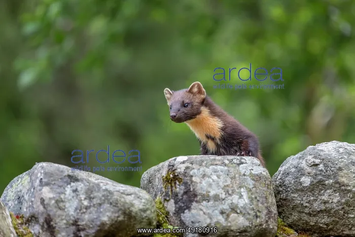  : Pine Marten - Climbing on Wall - Scotland - UK