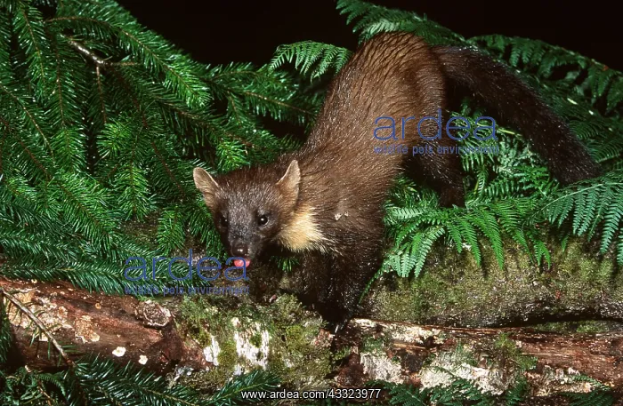 : PINE MARTEN - climbs over log : PINE MARTEN - climbs over log
