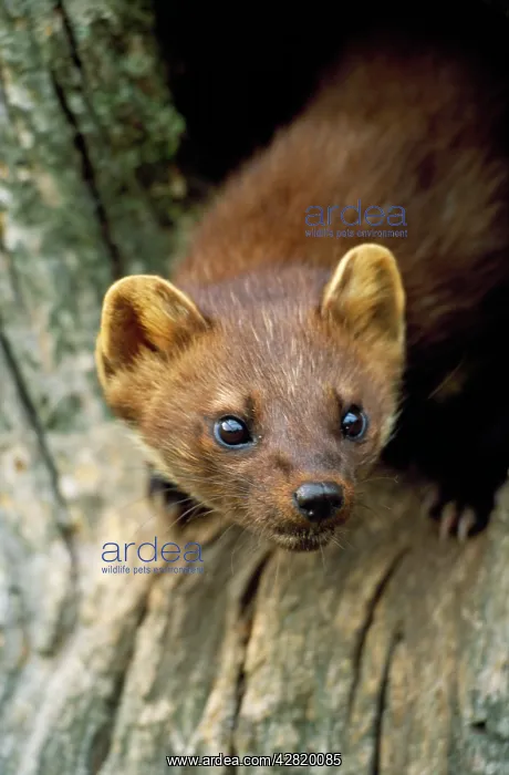 : Pine MARTEN - close-up of head : Pine MARTEN - close-up of head