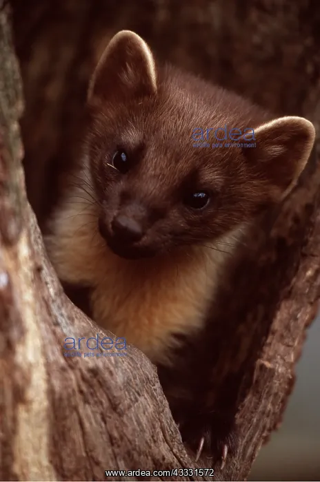 : PINE MARTEN - close-up of head : PINE MARTEN - close-up of head