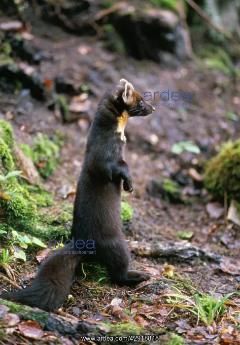 : PINE MARTEN - ON HIND LEGS : PINE MARTEN - ON HIND LEGS