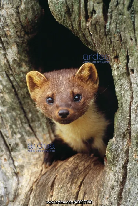 : PINE MARTEN - in hole in tree : PINE MARTEN - in hole in tree