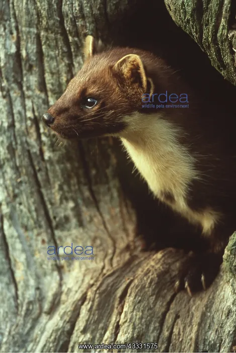 : PINE MARTEN - in hole in tree : PINE MARTEN - in hole in tree