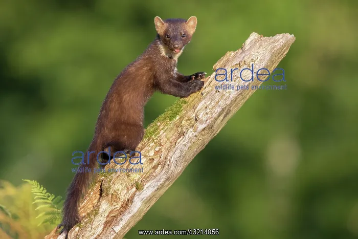 : Pine Marten (Martes martes), adult climbing an old : Pine Marten (Martes martes), adult climbing an old