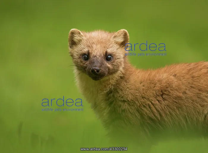 : Pine Marten (Martes martes) adult, close-up of head : Pine Marten (Martes martes) adult, close-up of head