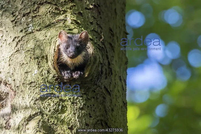 : Pine Marten (Martes martes) female adult, looki : Pine Marten (Martes martes) female adult, looki