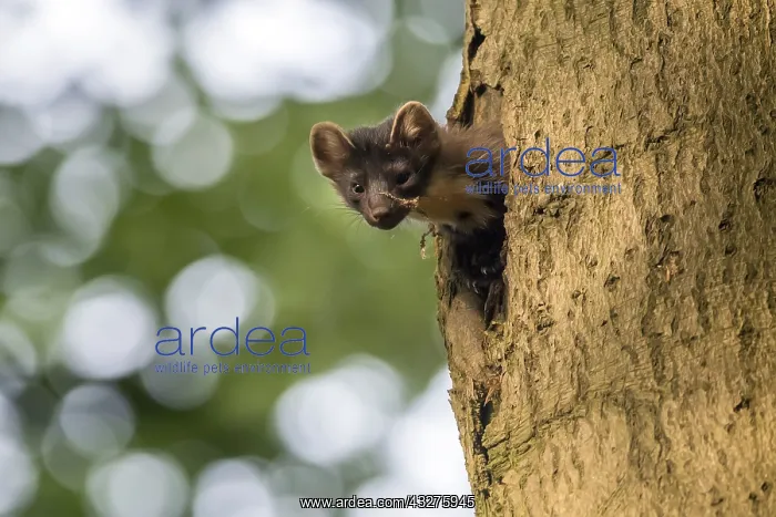  : Pine Marten (Martes martes) female adult, looki