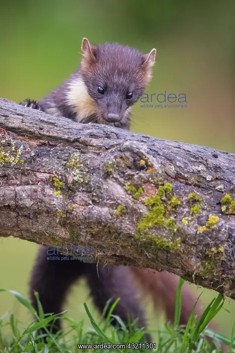 : Pine marten (Martes martes) male, Navarra, Spain : Pine marten (Martes martes) male, Navarra, Spain