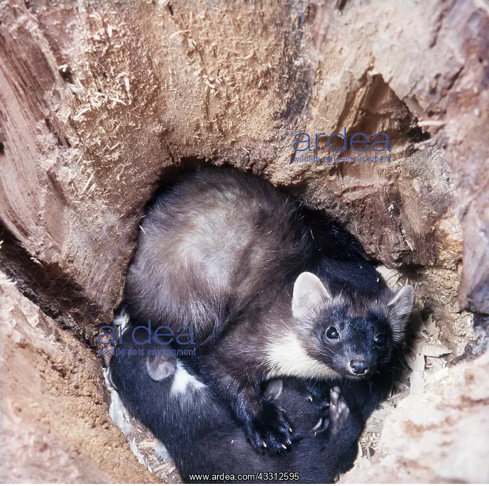 : PINE MARTEN - nest with young : PINE MARTEN - nest with young
