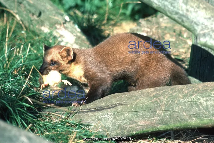 : PINE MARTEN - with prey in mouth : PINE MARTEN - with prey in mouth