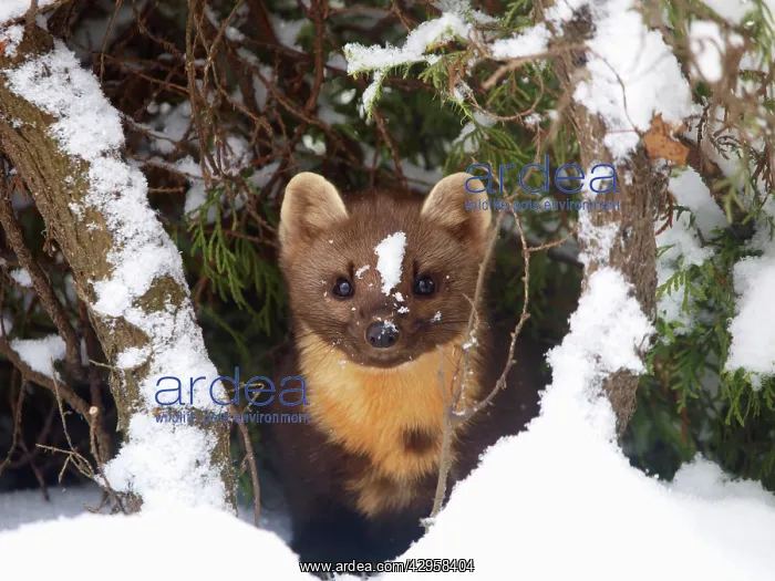 : Pine Marten at snow : Pine Marten at snow