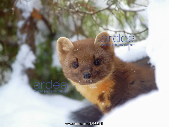 : Pine Marten in snow : Pine Marten in snow