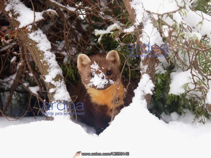  : Pine Marten in snow