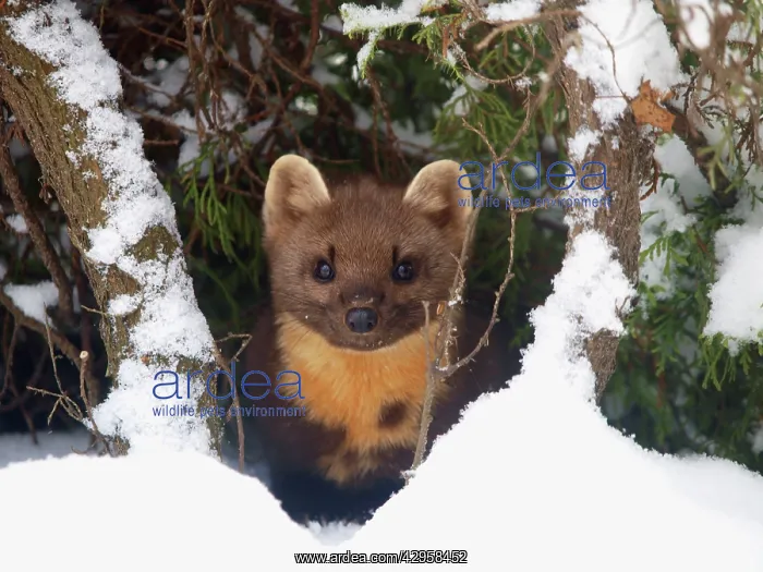: Pine Marten in snow : Pine Marten in snow
